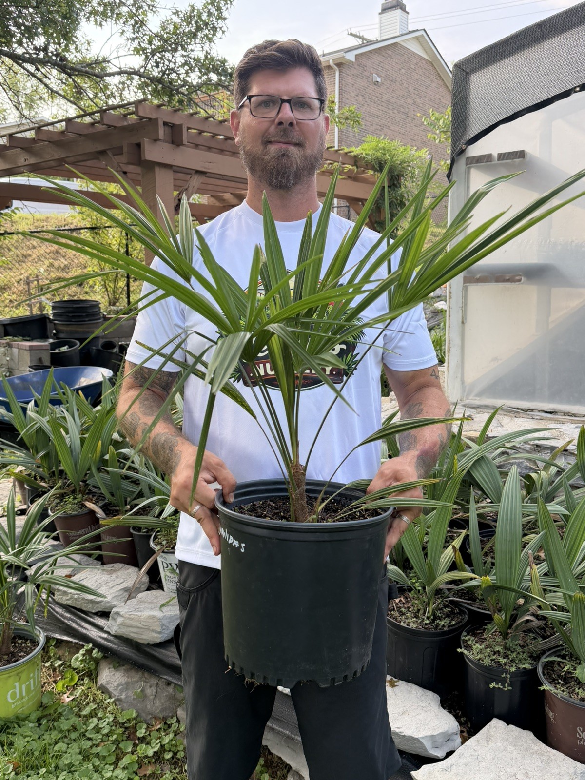Trachycarpus wagnerianus x fortunei Small 3 Gallon– Cold Hardy Hybrid