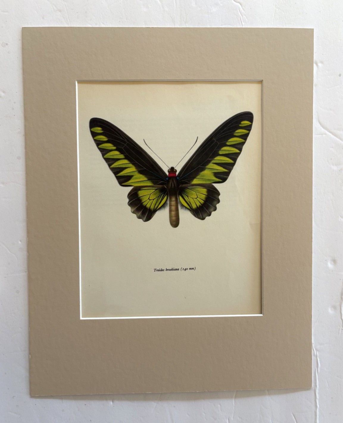 Vintage 1965 Butterfly Print: Troides Brookiana/Ralph Brook\'s Birdwing 11x14 Mat