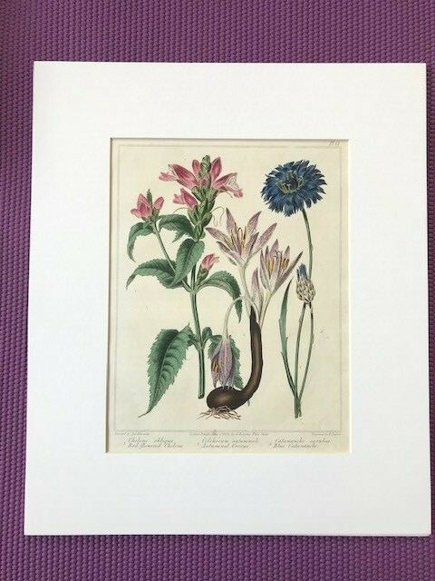 Sydenham Edwards, original antique print. The New Botanical Garden c1805