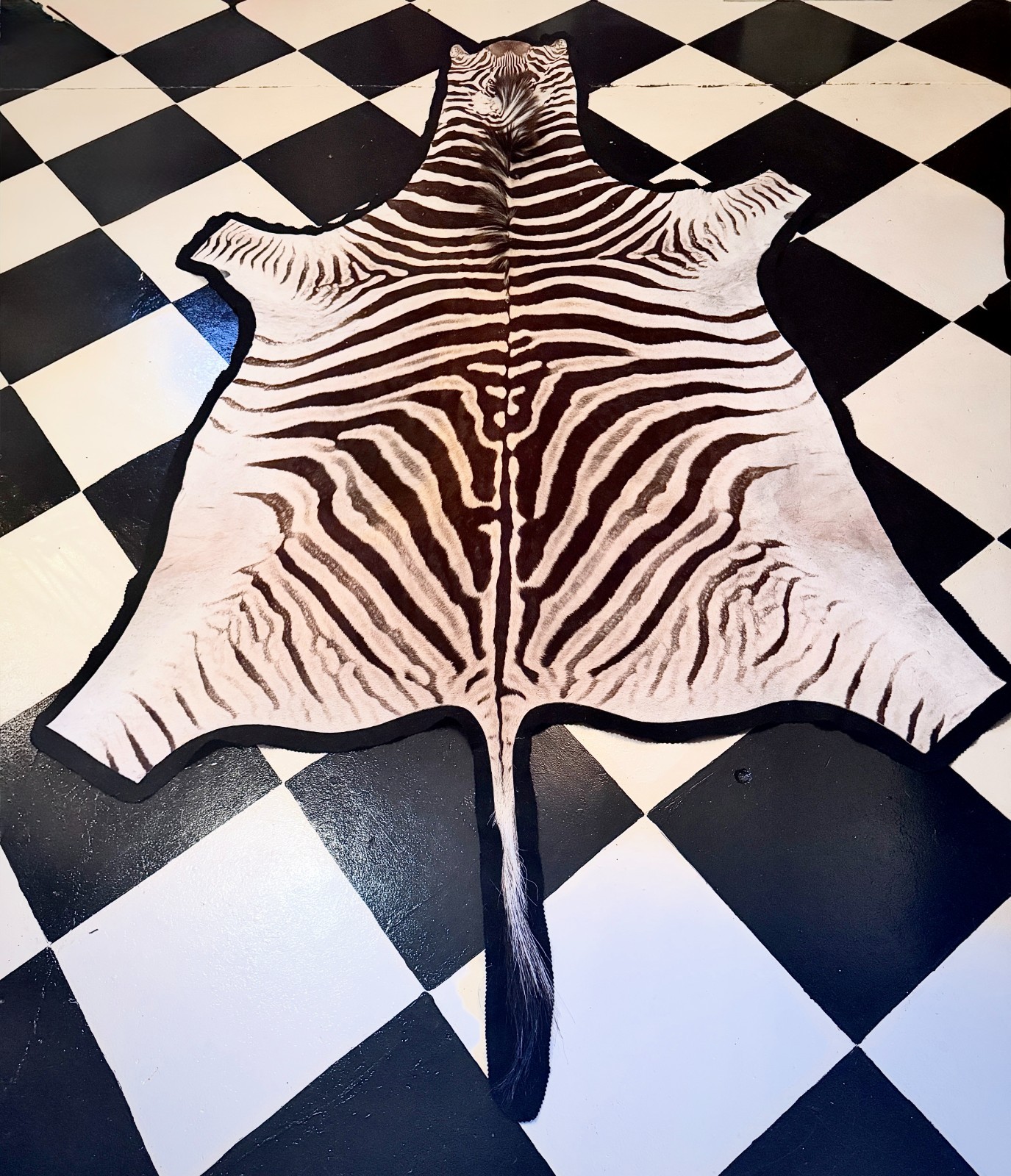 Zebra hide rug / skin - A large A grade South African Burchell Zebra hide taxide
