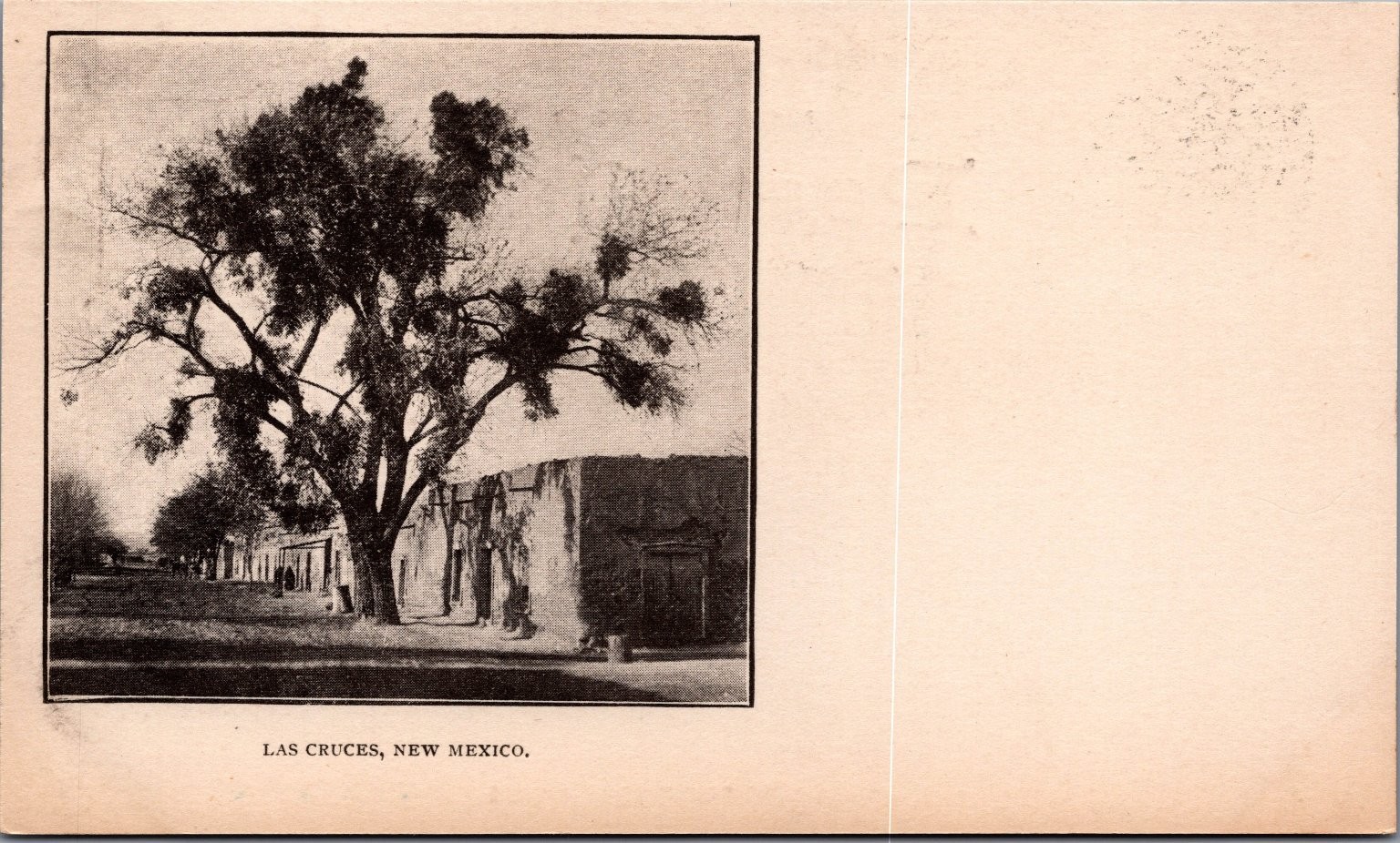 Las Cruces New Mexico Vintage Postcard Presbyterian Missions Tree Adobe