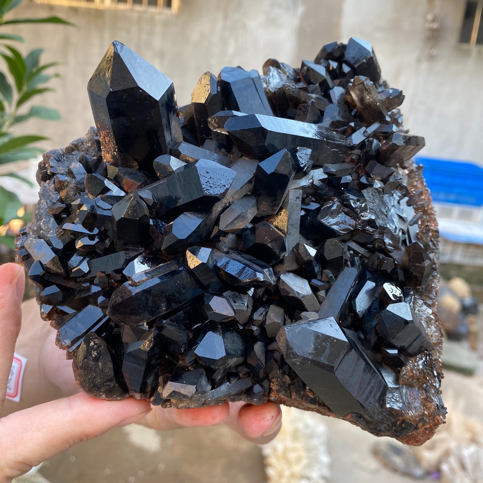 2.8lb Natural Smoky Black Quartz Crystal Cluster  Specimen healing