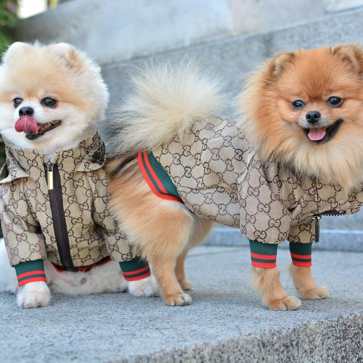 Cute Stylish Pet Hoodie Zipper Luxury Dog Jacket Chihuahua Frenchies Pomeranians