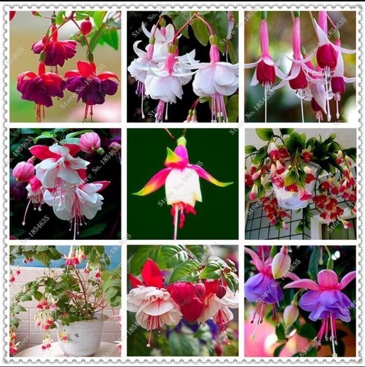 Mix 50pcs/bag Fuchsia Seeds Potted Flowers seeds,bonsai seeds.#6445 Mix 50pcs/bag Fuchsia Seeds Potted Flowers seeds,bonsai seeds.#6445