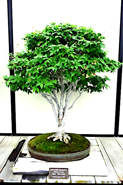 10 Japanese Gray Bark Elm (Zelkova serrata) Tree Seeds Bonsai Very FAST Growing