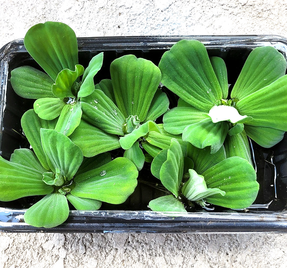 10 Water Lettuce Pond Plants LARGE Live Plant Floating,NO FLORIDA,READ BELOW 10 Water Lettuce Pond Plants LARGE Live Plant Floating,NO FLORIDA,READ BELOW