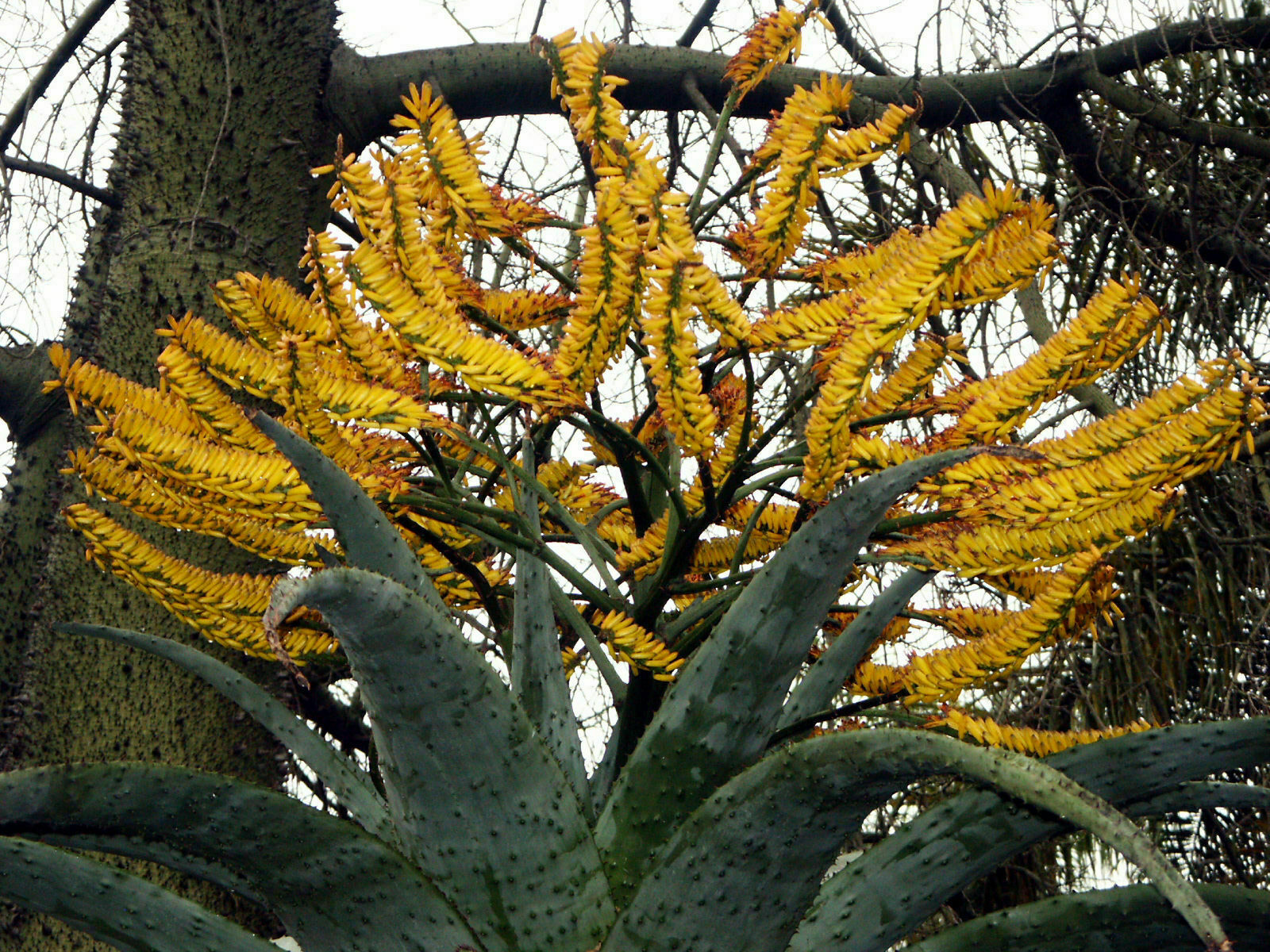 Aloe Marlothii subsp. marlothii – Mountain Aloe - 30 Sementes