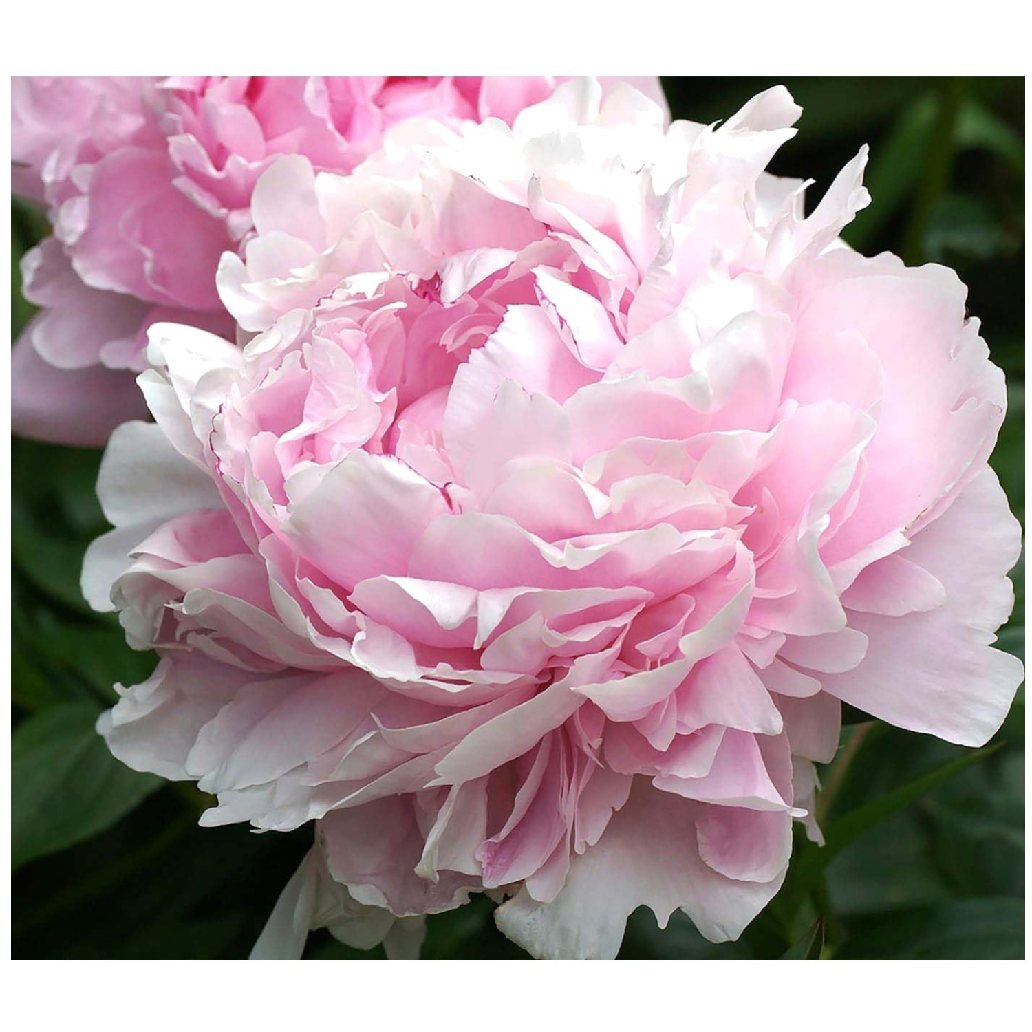 Sarah Bernhardt Pink Peony Bulbs - Spring Planting