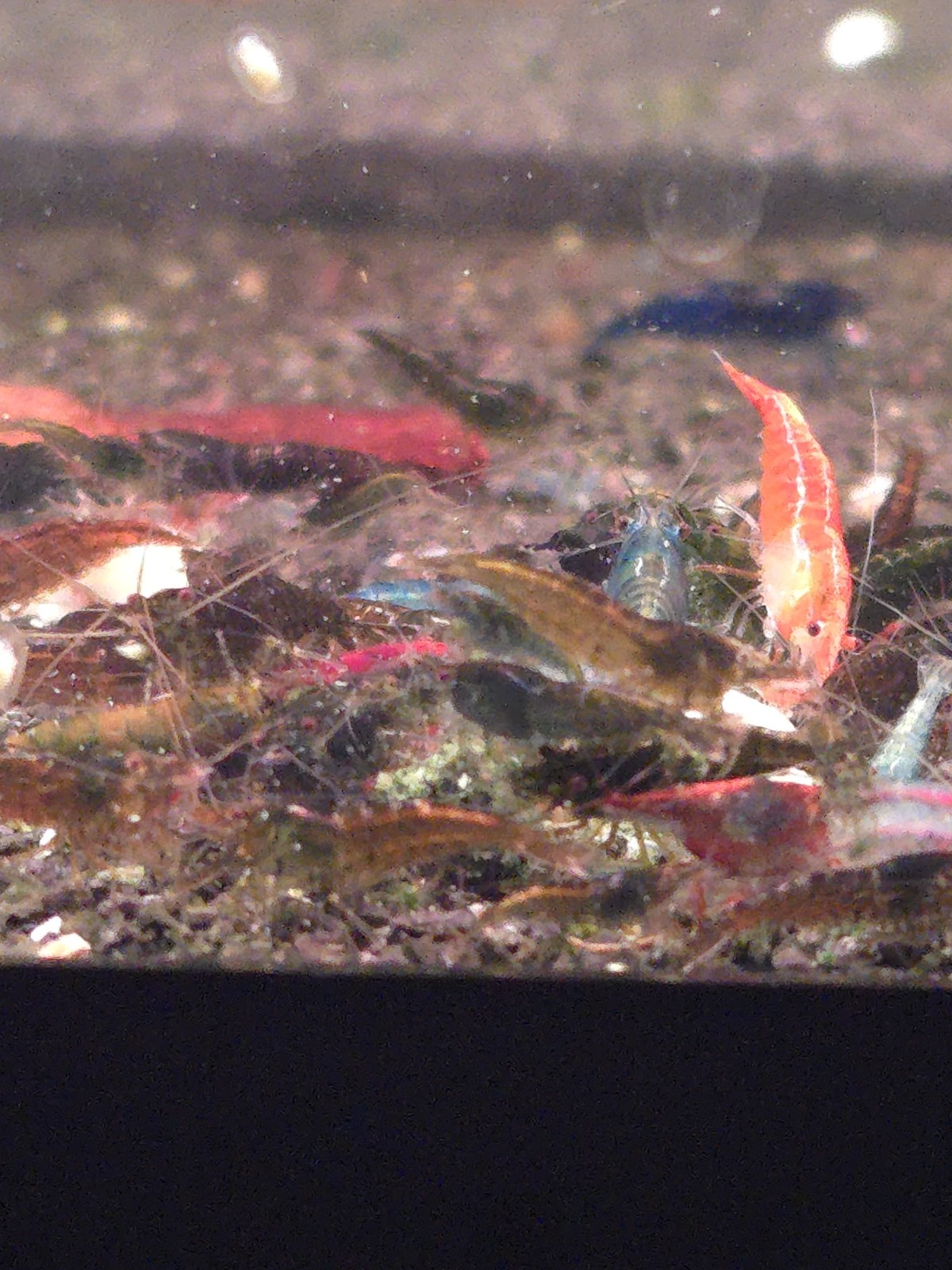 20+2 Skittle/Cull Neocaridina Shrimp