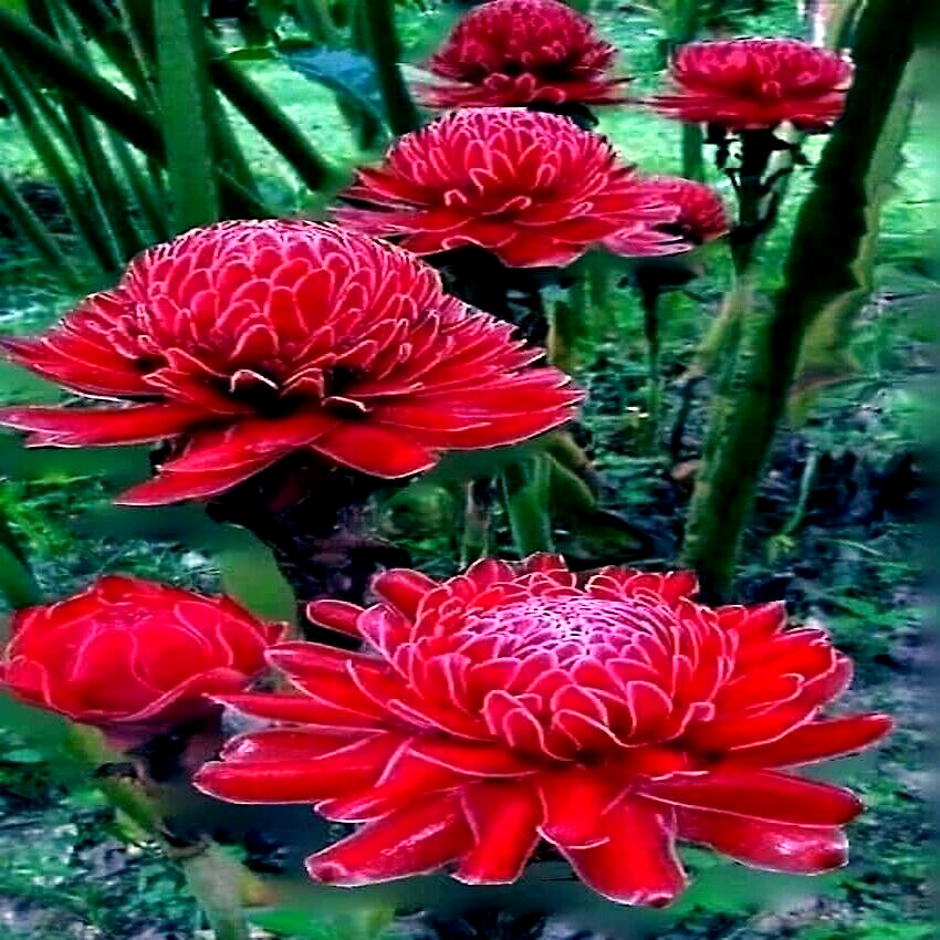 10 RED TORCH Ginger Seeds (Etlingera elatior) Flower Tropical Garden Plant RARE