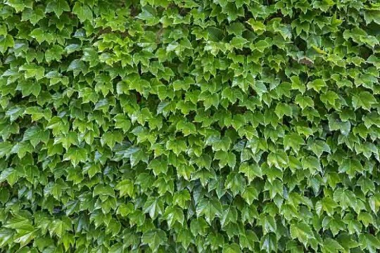 10 Fresh cuttings of Boston Ivy, 6-8 inches long, no roots 10 Fresh cuttings of Boston Ivy, 6-8 inches long, no roots