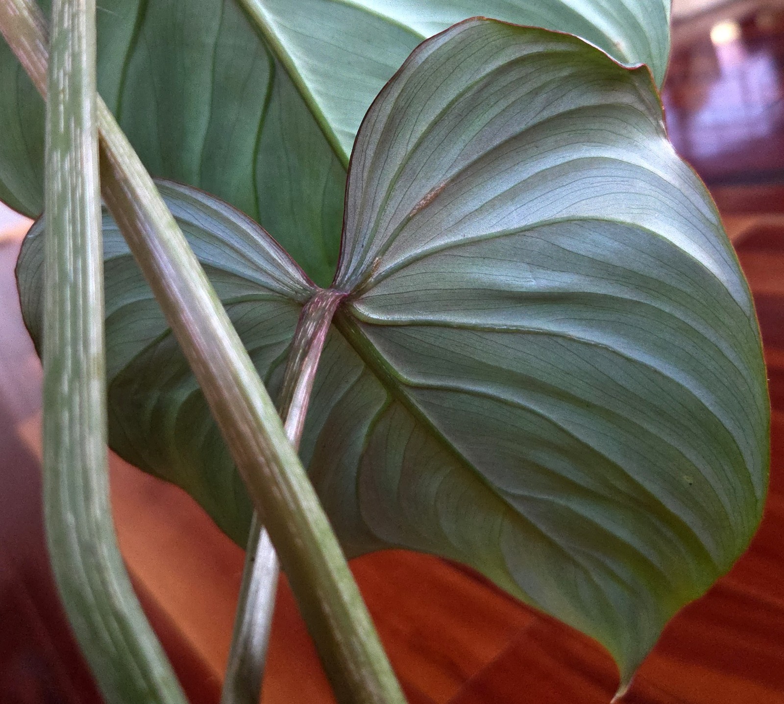 RARE XL Philodendron Gloriosum Pink Back 22\