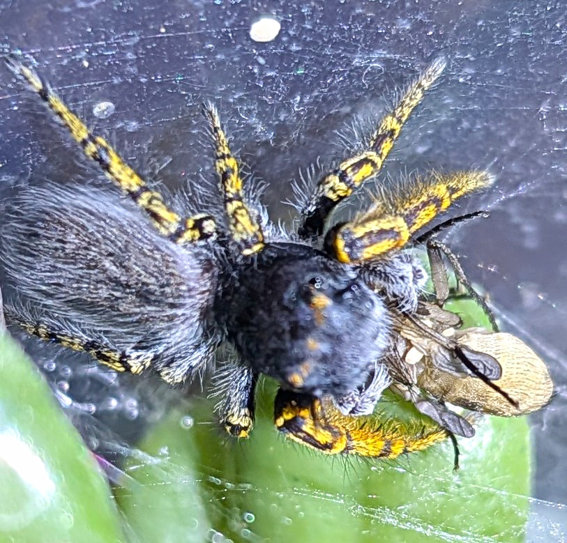 Male Mystaceus Jumping Spider Male Mystaceus Jumping Spider