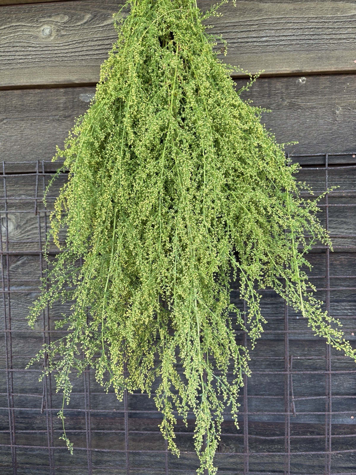 Primitive Fall Sweet Annie - Beautiful and Fragrant