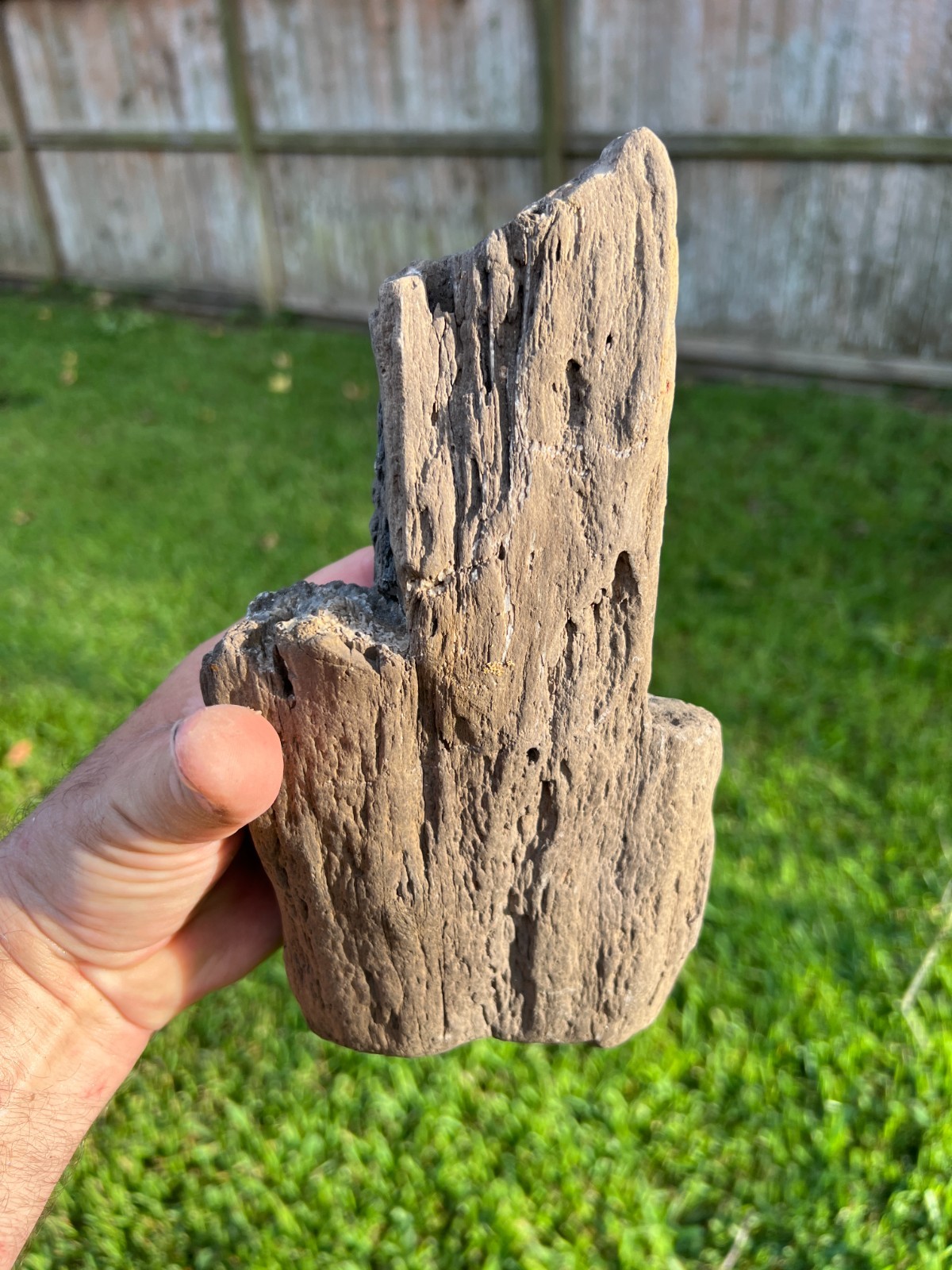 Texas Petrified Wood 9 Texas Petrified Wood 9