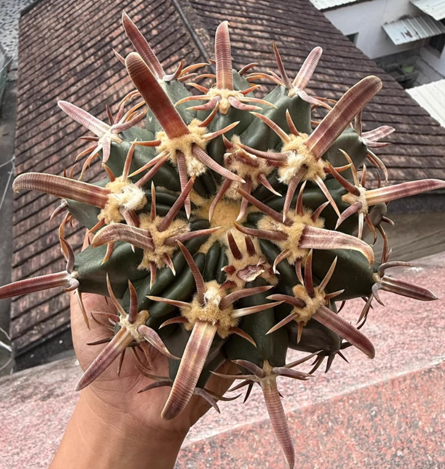 uper Wide Wild Recurved Spine Echinocactus Texensis 14cm Pending Rooting uper Wide Wild Recurved Spine Echinocactus Texensis 14cm Pending Rooting