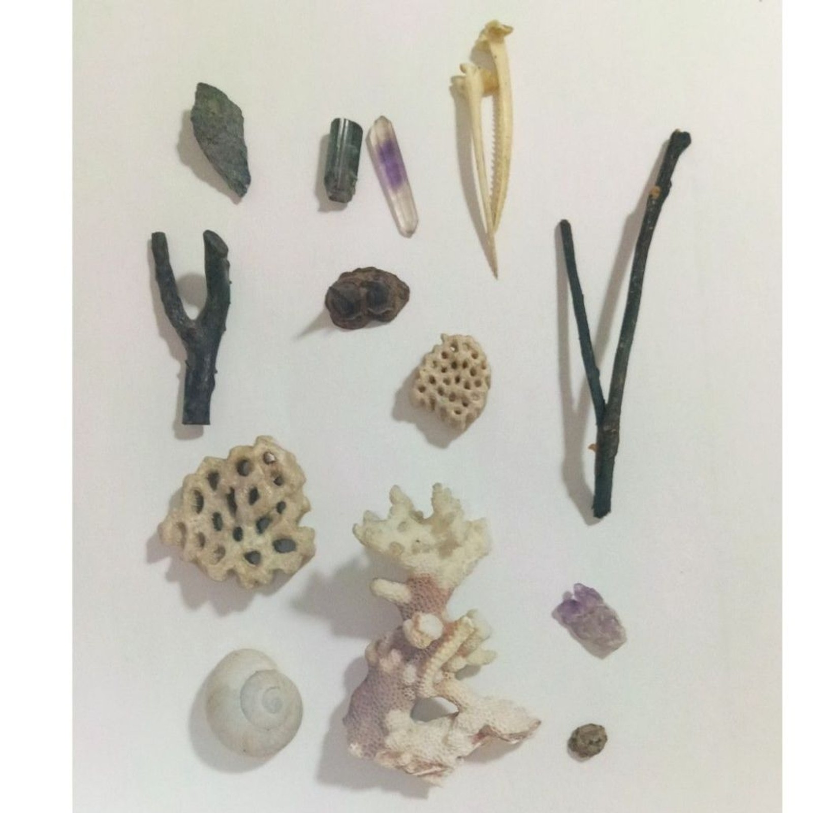 Natural Curiosity Oddity Lot Beetle Horn Specimen Amethyst Coral Petrified Twigs