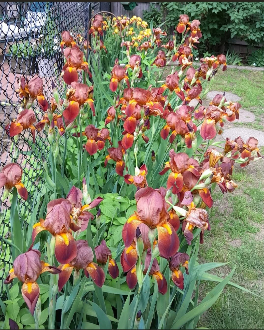 Vintage Tall Bronze Bearded Iris Rhizome