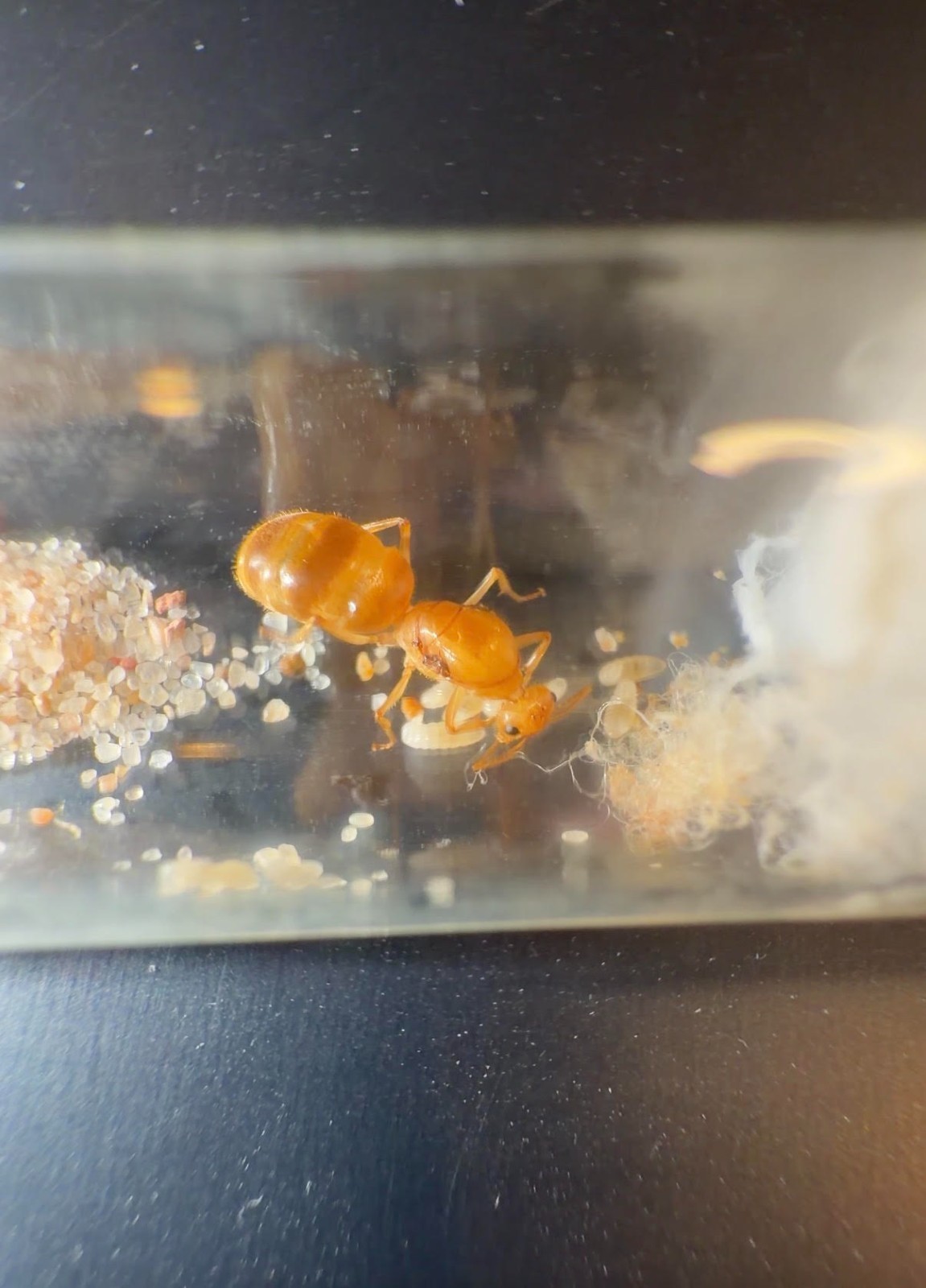 Navajo Honeypot Queen with Larvae (Myrmecocystus navajo) FEEDER ONLY