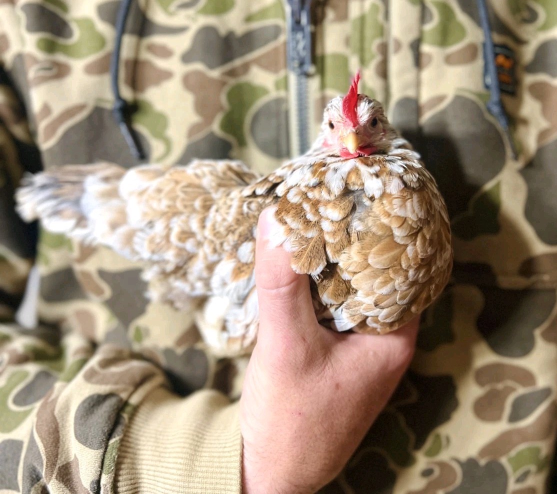 12 KikiRiki Bantum Hatching Eggs 100% Pure Puerto Rican 4-H 