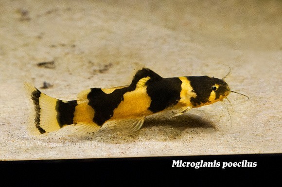 3-Pack Juvenile Bumblebee Catfish 1–1.5” – Live Freshwater Aquarium Fish
