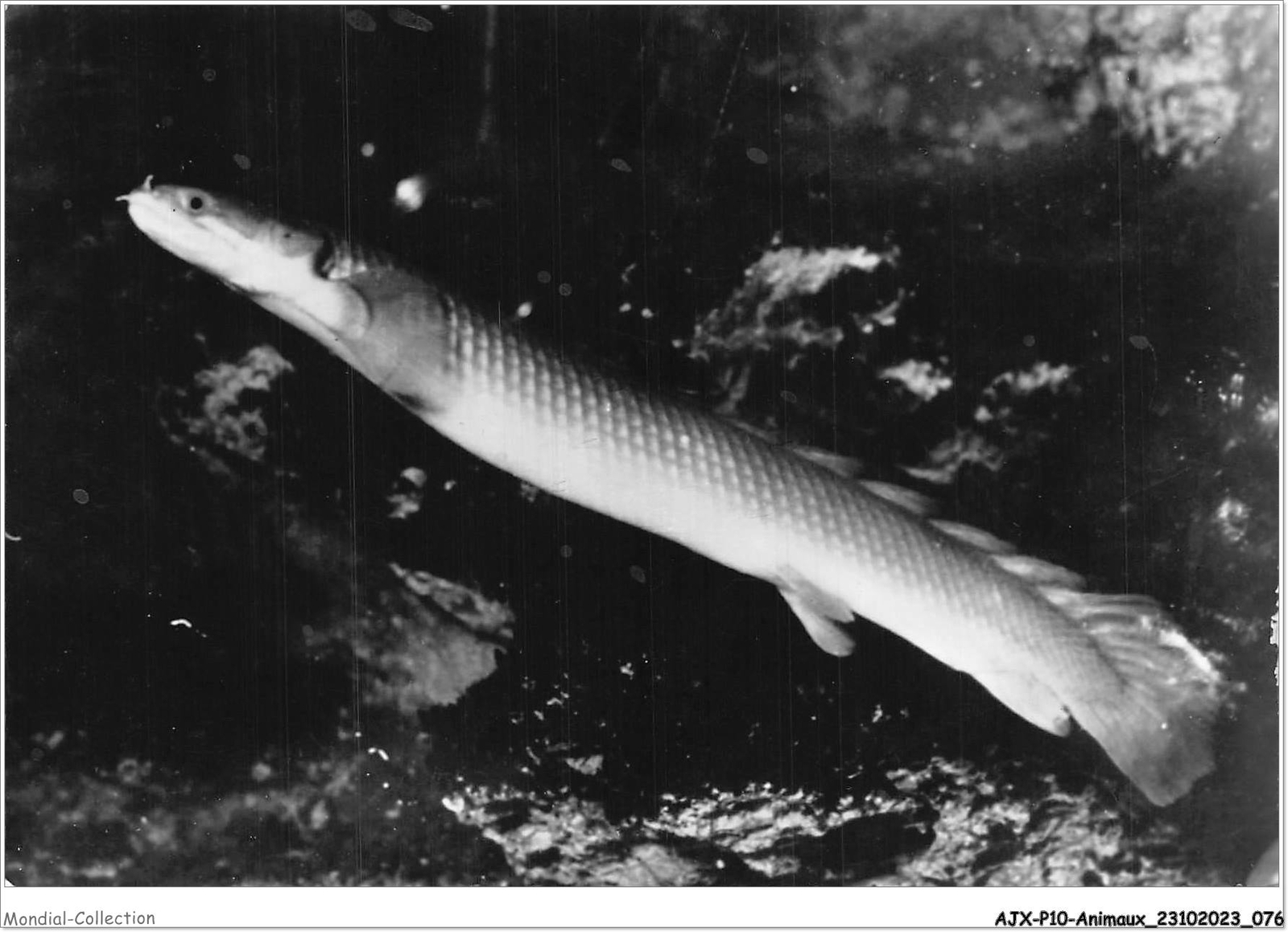 AJXP10-1012 - Animals - POLYPTERUS