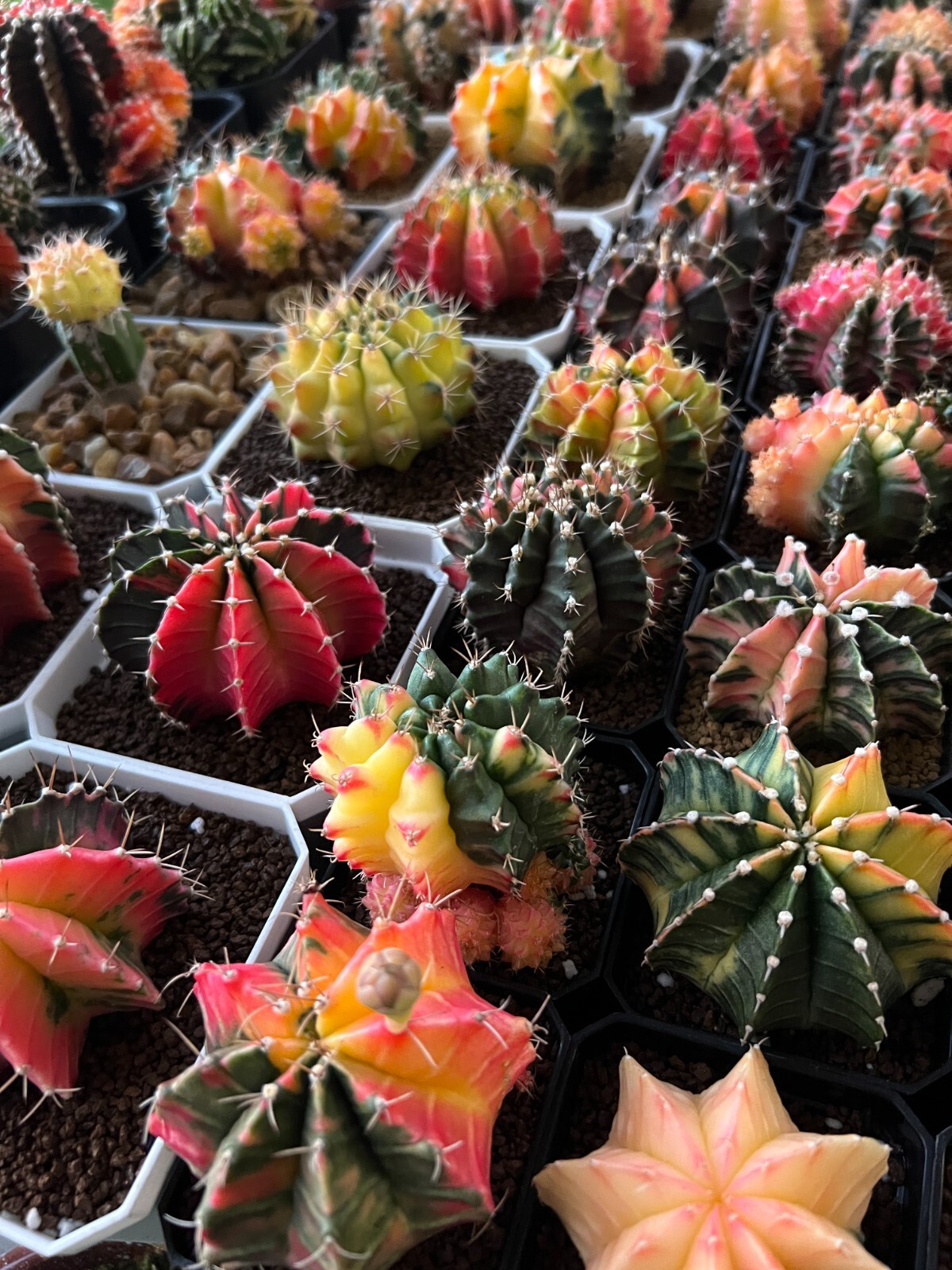 Gymnocalycium Random Lot - Rare Thailand Import | Live cactus