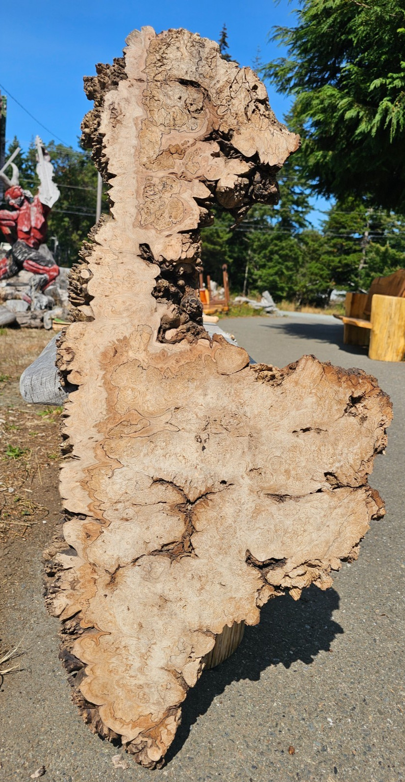Live Edge Ink Line Spalt Maple Wood Burl Slab