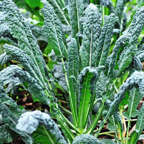 Lacinato Kale Seeds | Tuscan Italian / Dinosaur Kale | Heirloom | 1097 Lacinato Kale Seeds | Tuscan Italian / Dinosaur Kale | Heirloom | 1097