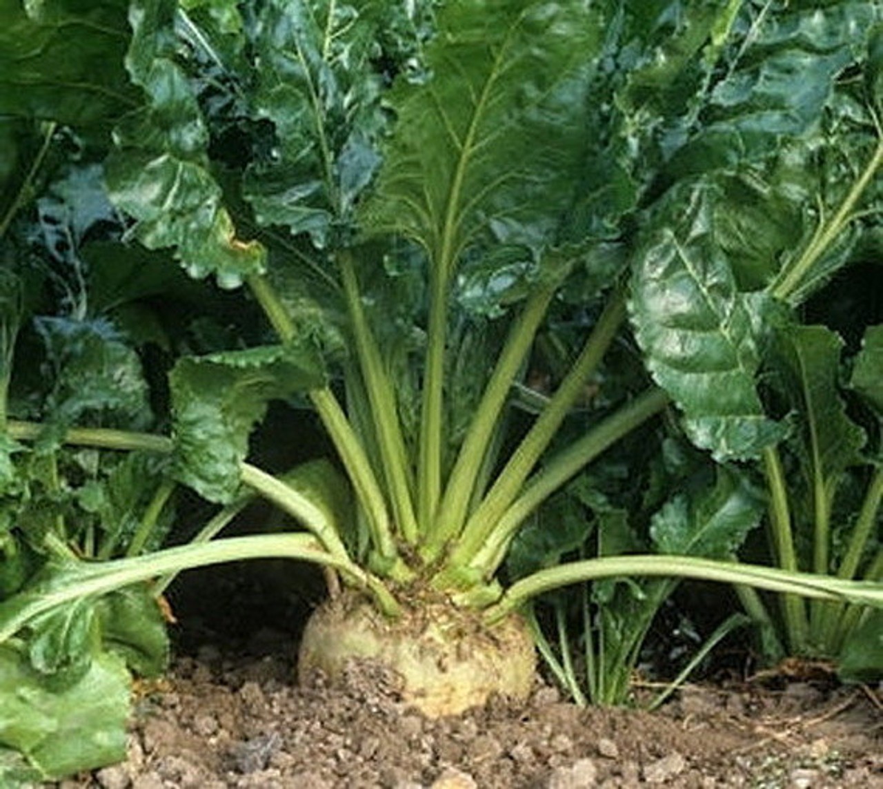 Sugar Beet F1 Untreated Seeds  