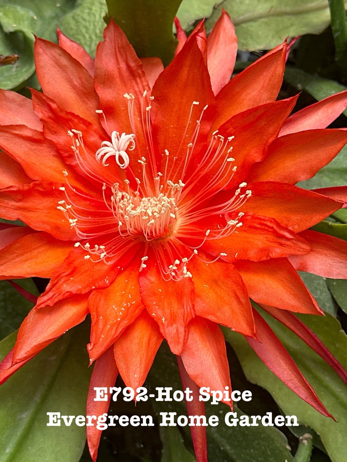 Rooted Epiphyllum Orchid Cactus “Hot Spice’ Growing In 4” Starter Pot. Rooted Epiphyllum Orchid Cactus “Hot Spice’ Growing In 4” Starter Pot.
