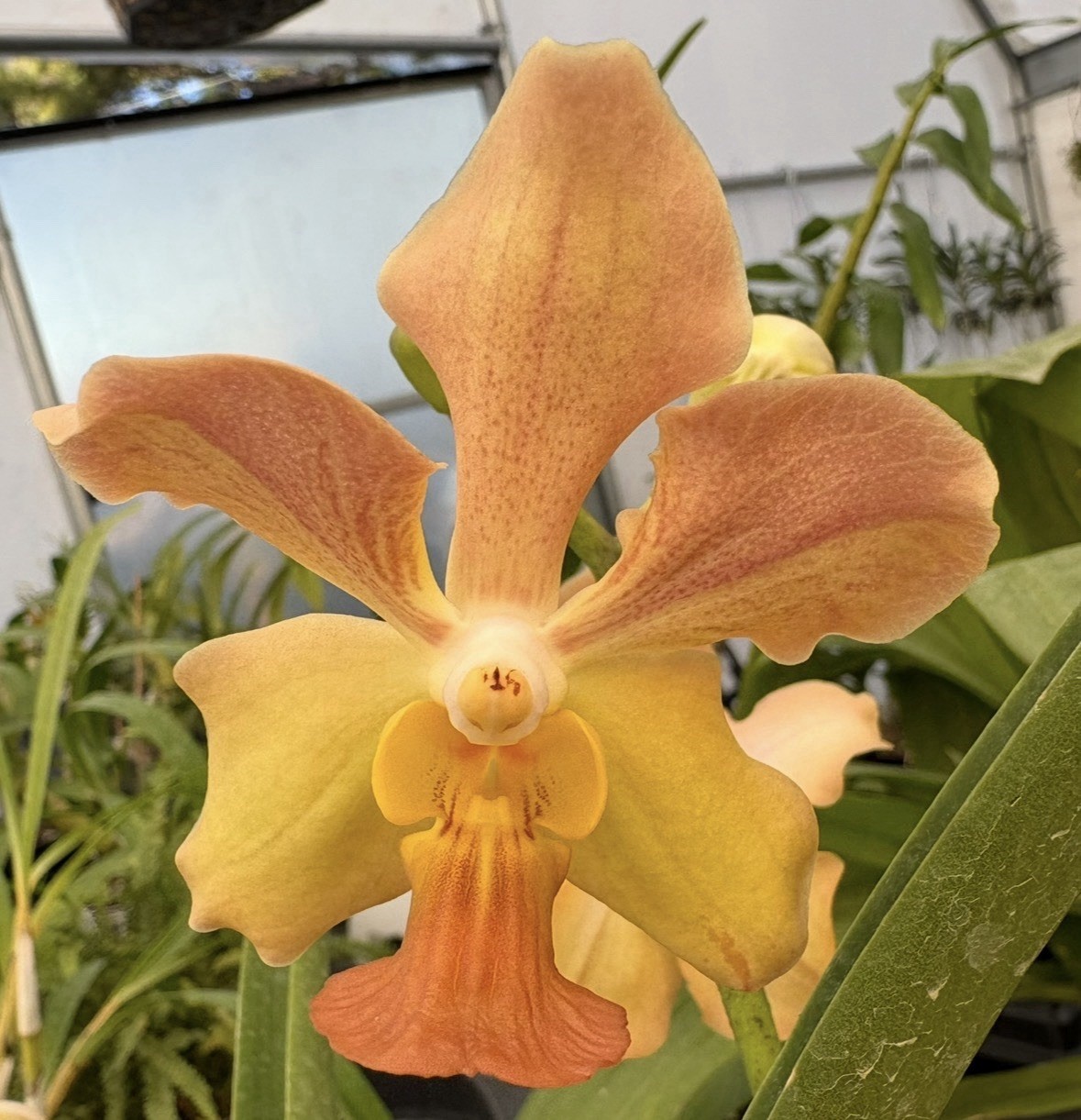 Papilionanda Josephine Van Brero x Vanda Prapathom Gold - 6” Basket BS
