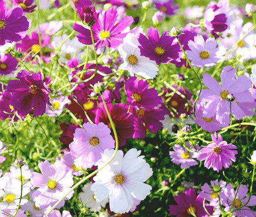 COSMOS SENSATION MIX Cosmos Bipinnatus - 25,000 Bulk Seeds
