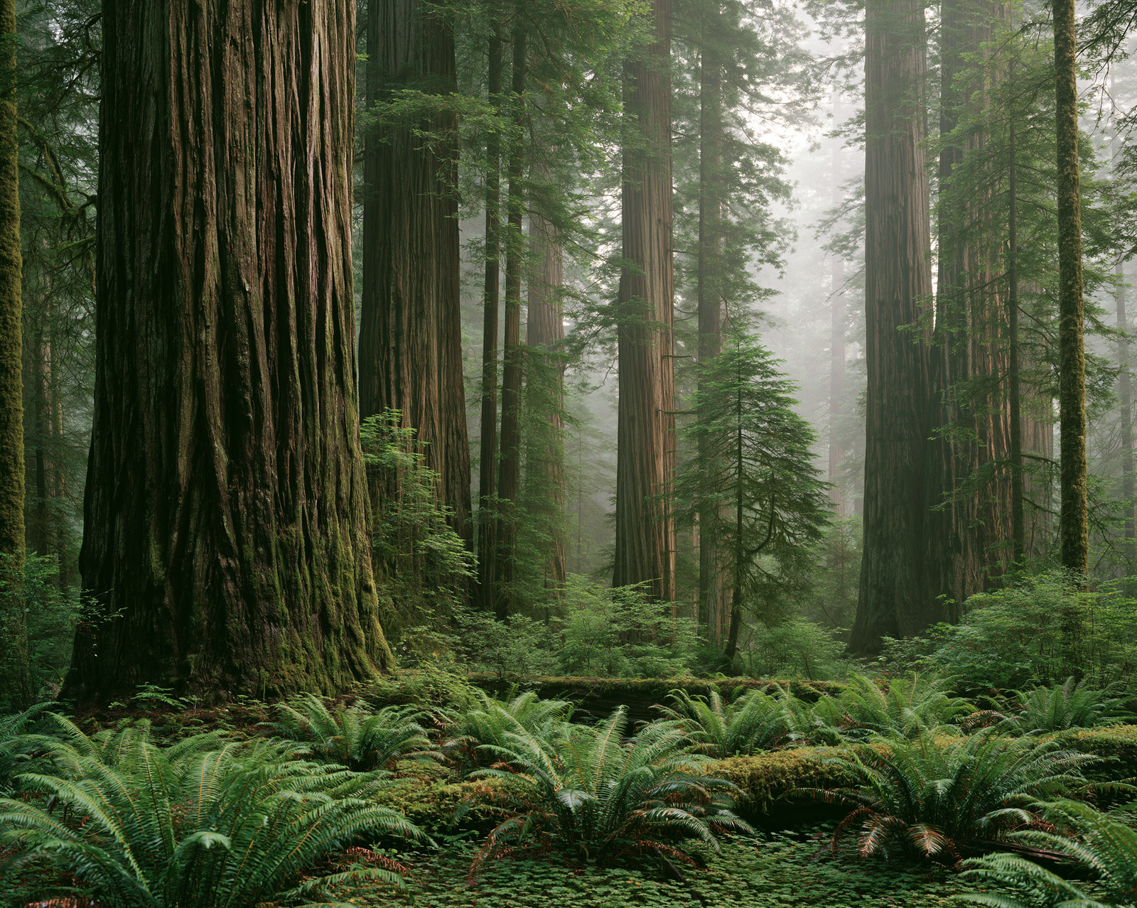 Ancient Giant Redwood Forest Rising Above Dense Emerald Ferns Print - 618725739