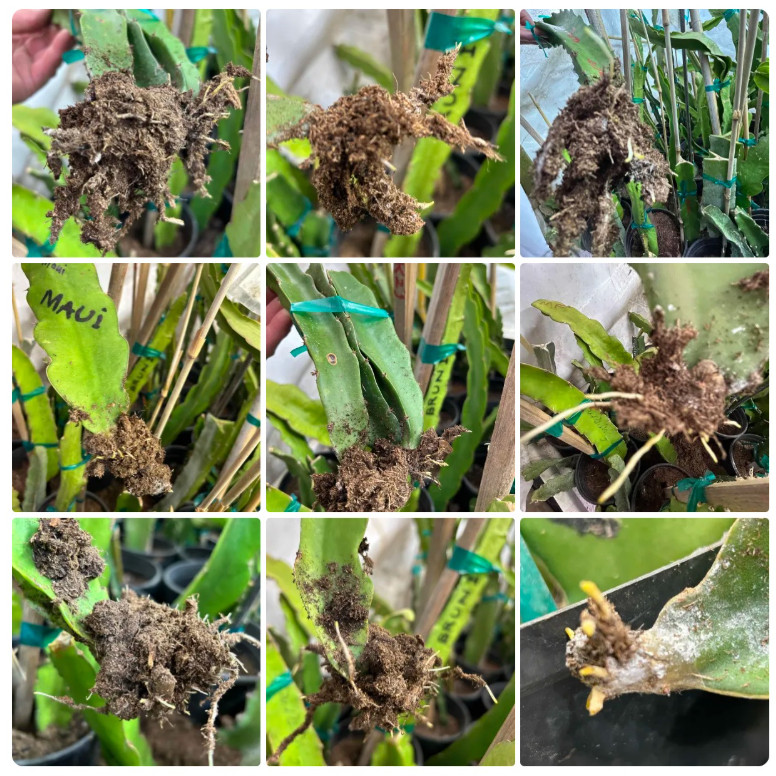 Rooted Dragon Fruit Starter Plants 12 inch plus Many varieties available Rooted Dragon Fruit Starter Plants 12 inch plus Many varieties available
