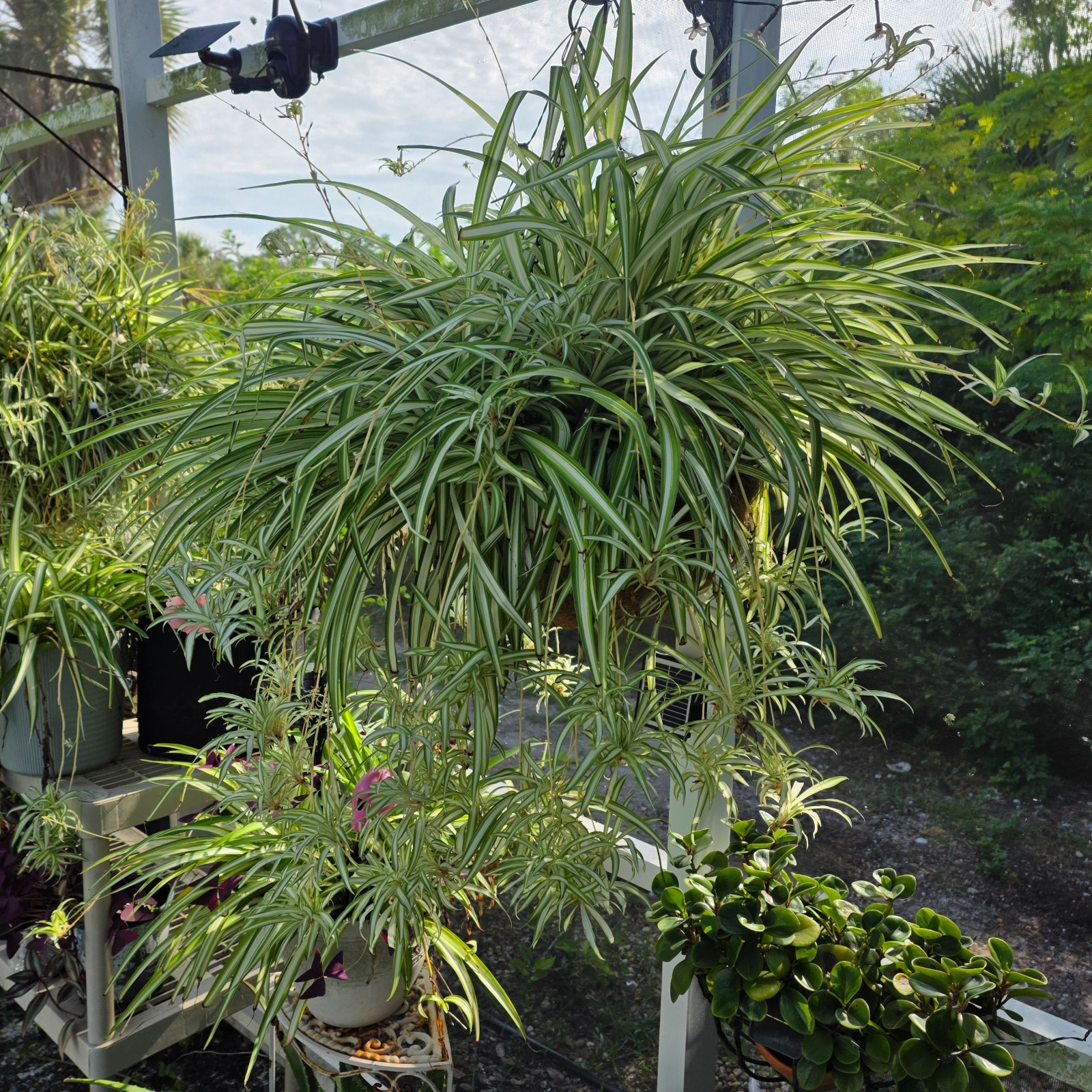 Spider Plant 10 Ready to Root Babies Easy Care Cleans Indoor Air Spider Plant 10 Ready to Root Babies Easy Care Cleans Indoor Air