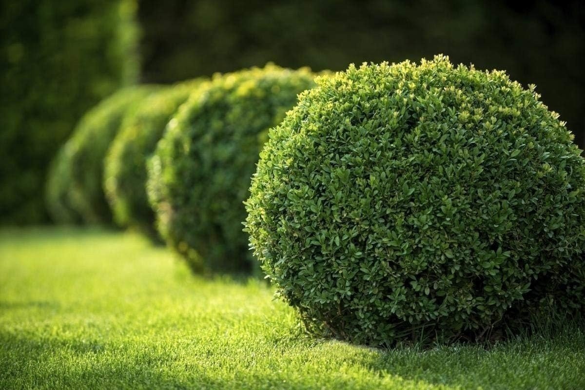 Boxwood Japanese | 10 Live 2 Inch Plants | Buxus Microphylla | Hedge | Evergreen