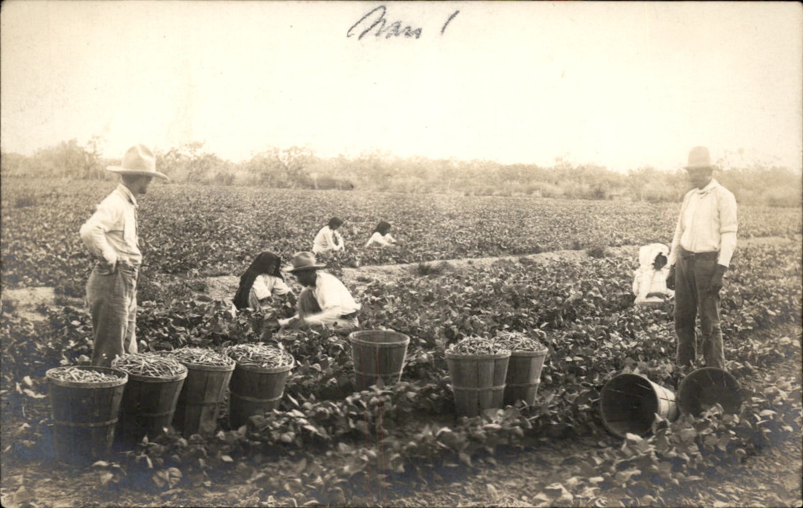Publ in Harlingen TX Farming Field Workers P. C. Shockey c1910 RPPC Postcard bhn