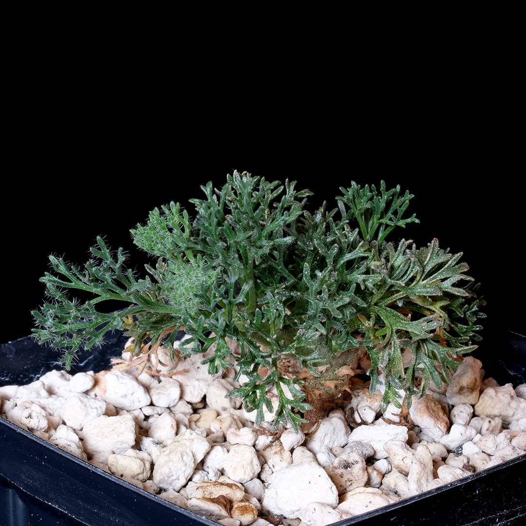 Sarcocaulon multifidum - 3.5\