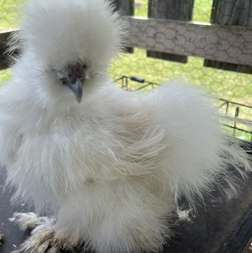 🐣6+ ASSORTED Bantam Hatching Eggs SILKIE Cochin Polish Frizzle Showgirl 🐣