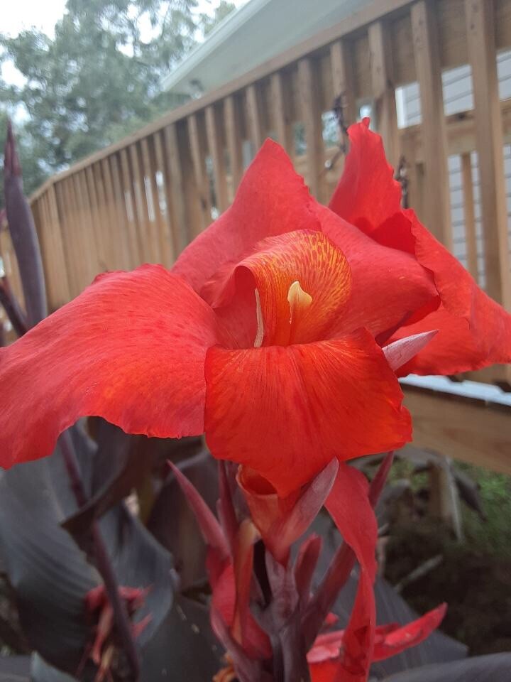 Beautiful Red Velvet Canna Lily Bulbs (2)
