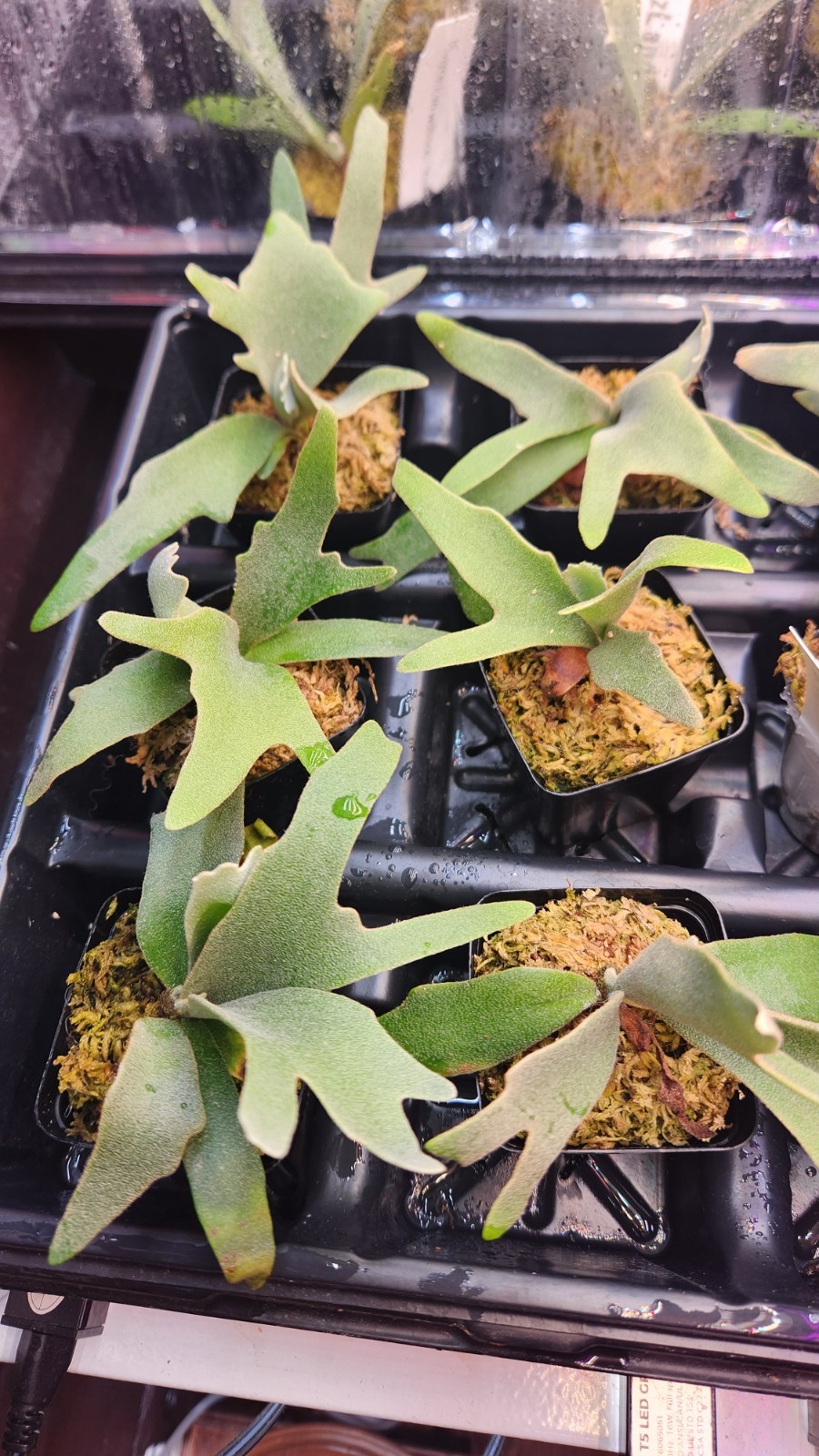 ULTRA RARE Platycerium Yellow Moon Dwarf TC Staghorn Fern 