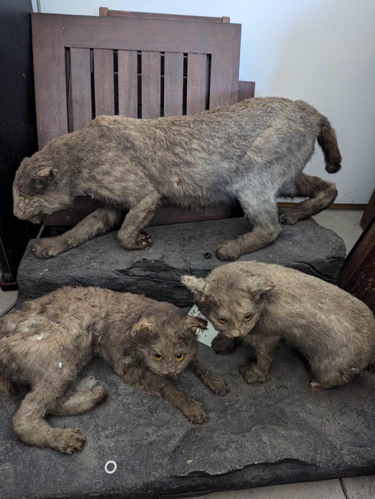 Antique Taxidermy Display Vintage Yellow Eyed Lynx Taxidermy Mother And Cubs Antique Taxidermy Display Vintage Yellow Eyed Lynx Taxidermy Mother And Cubs