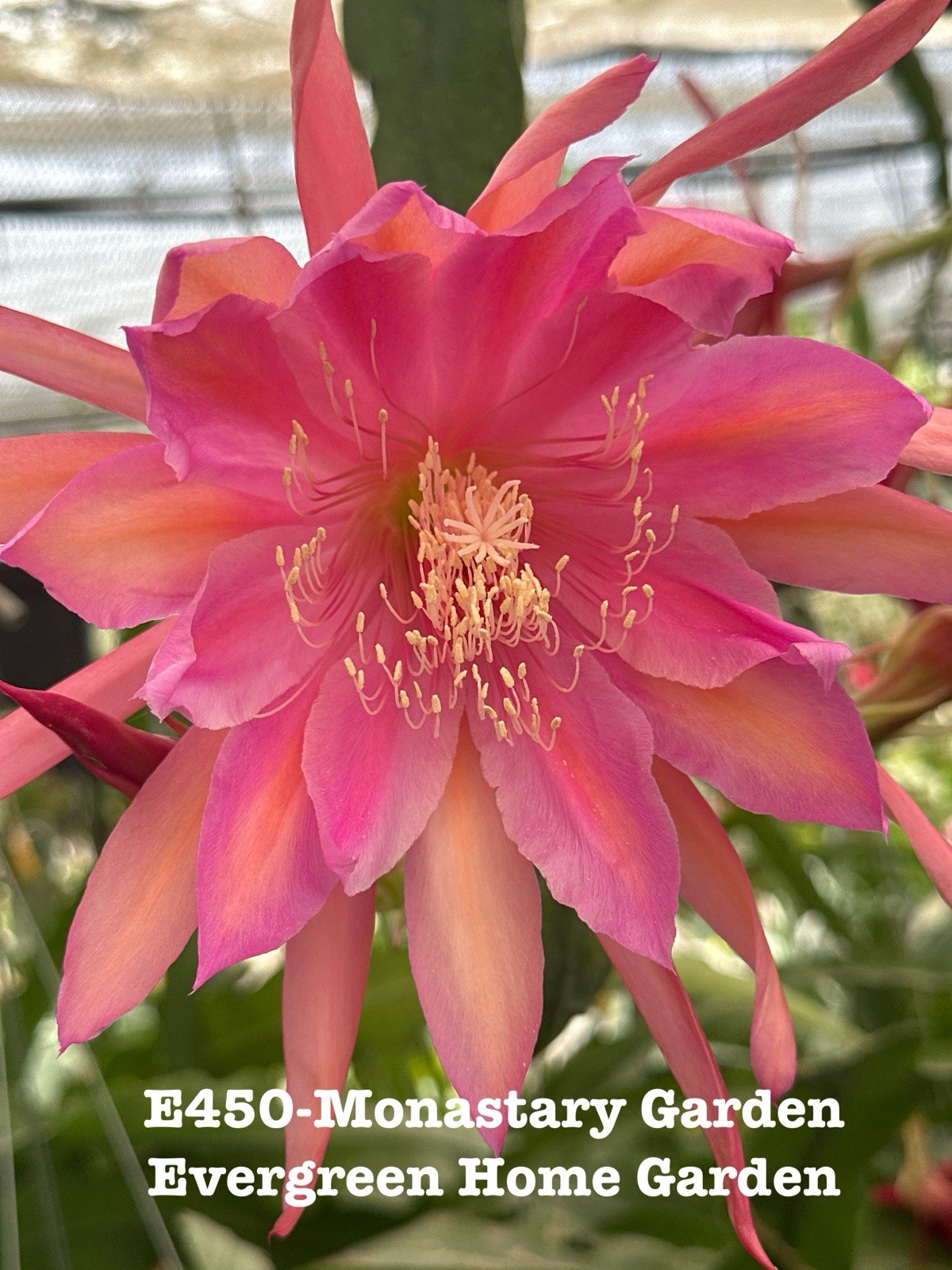 Rooted Epiphyllum Orchid Cactus ‘Monastary Garden’ growing In 4” Starter Pot.