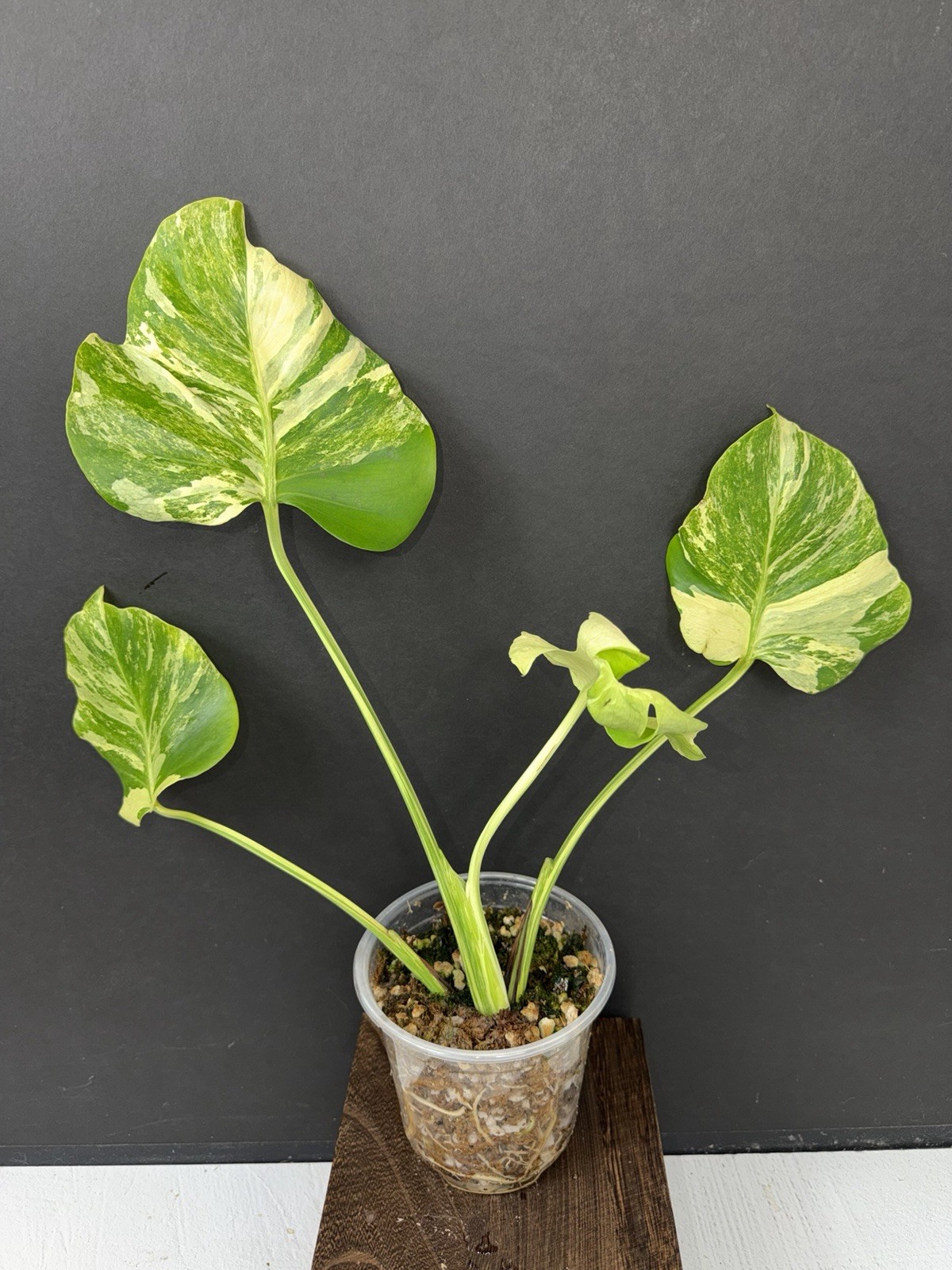 Monstera Ocean Mint Variegated