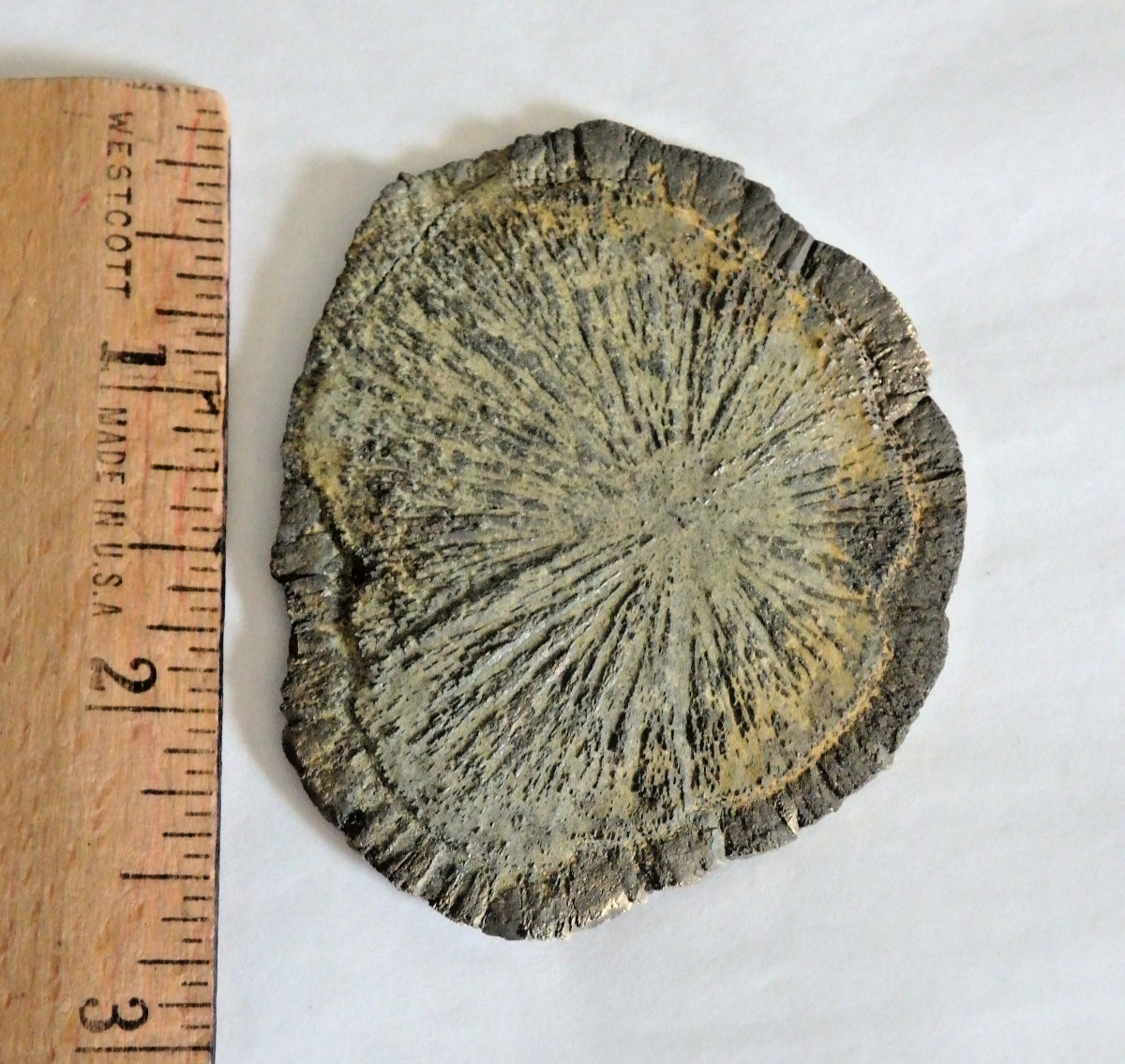 Beautiful  Pyrite Sun 56.9 grams   Natural Radiating Disk