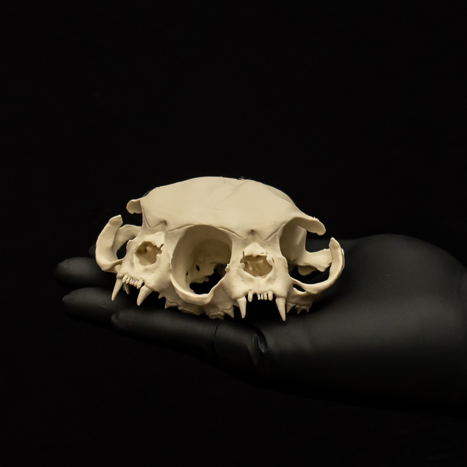 Two Headed Cat Skull Replica Janus Diprosopus Persian Oddities Unpainted