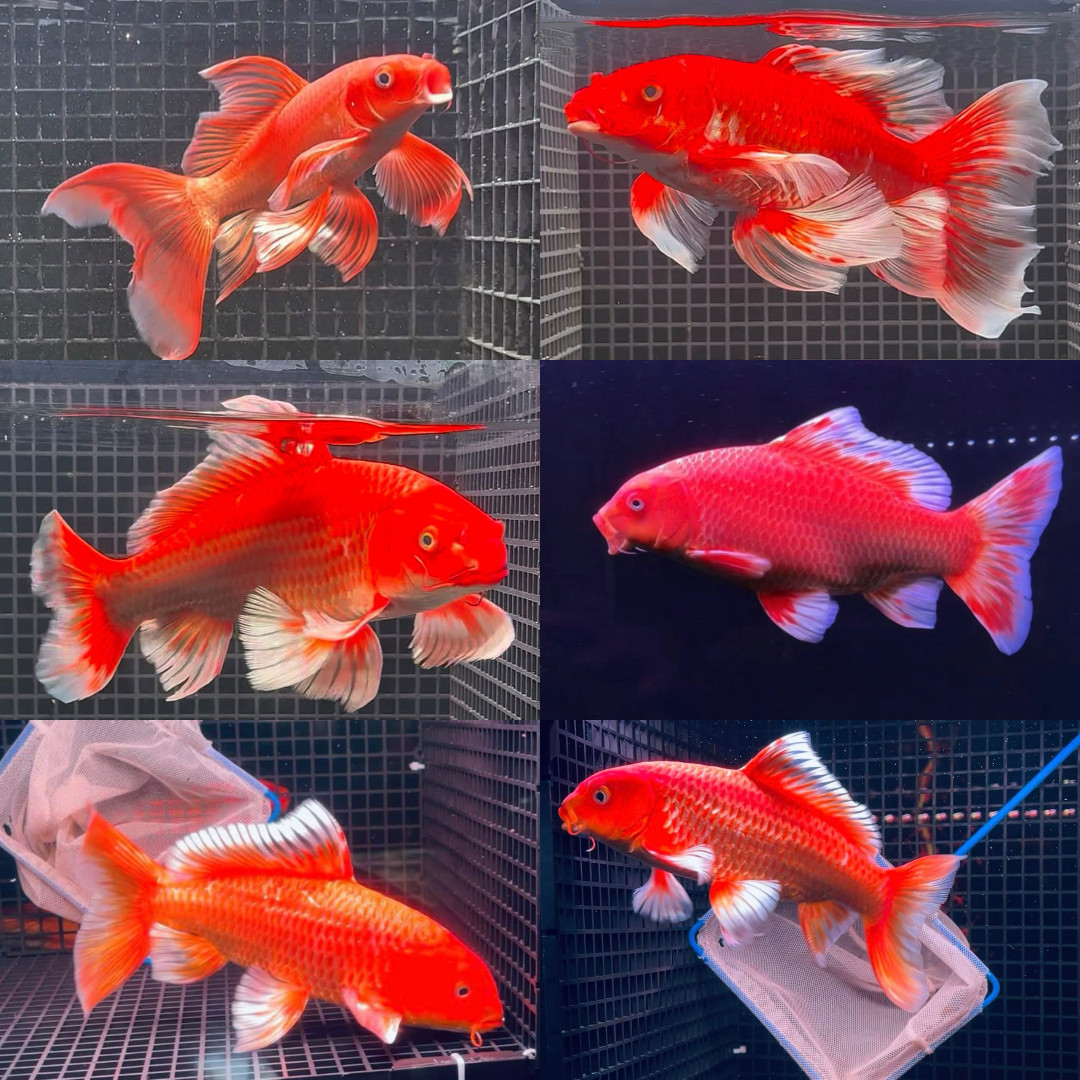 Premium Super Red Longtail Carp - Comet Koi 4-6 inches- High Grade - Random Pick