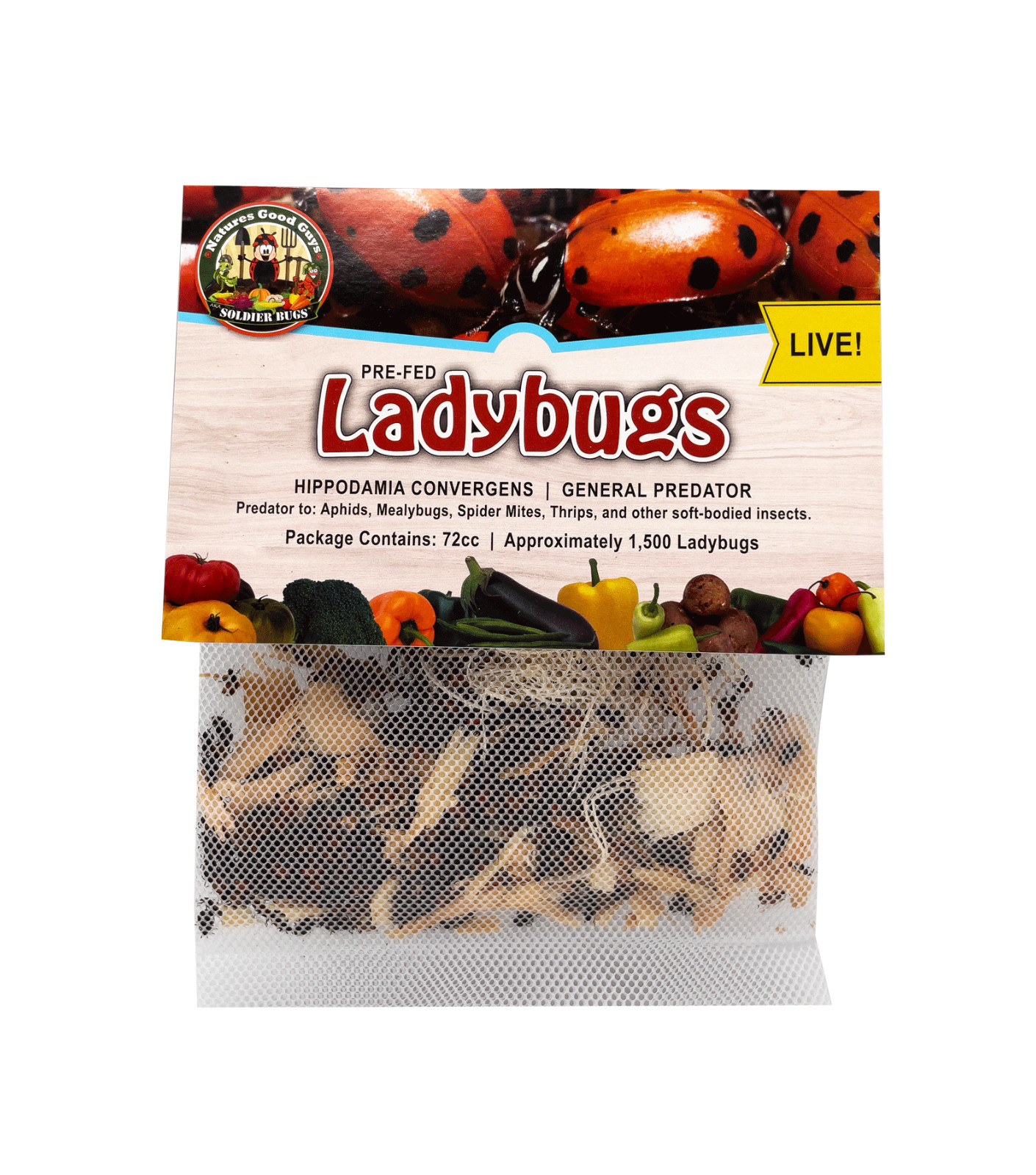 1,500 Live Ladybugs - Guaranteed Live Delivery