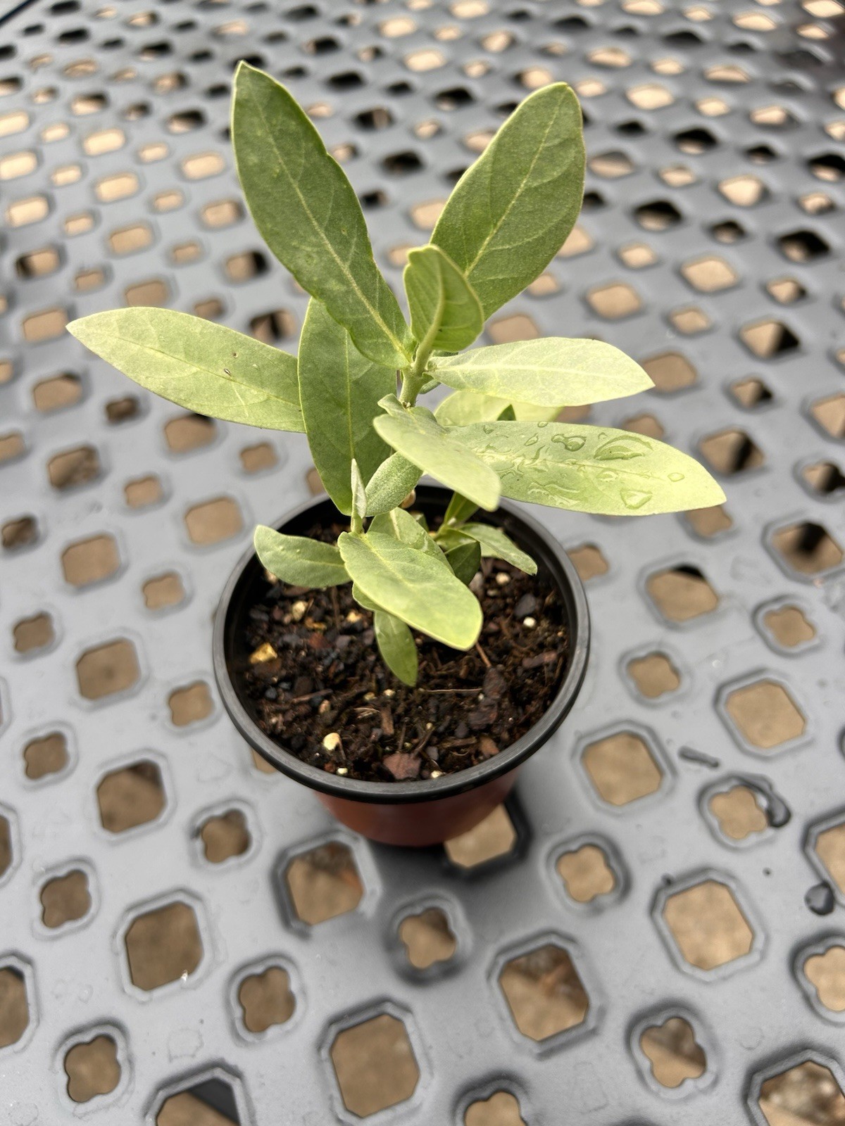 Giant Milkweed , Calotropis procera ,4-inch Pot